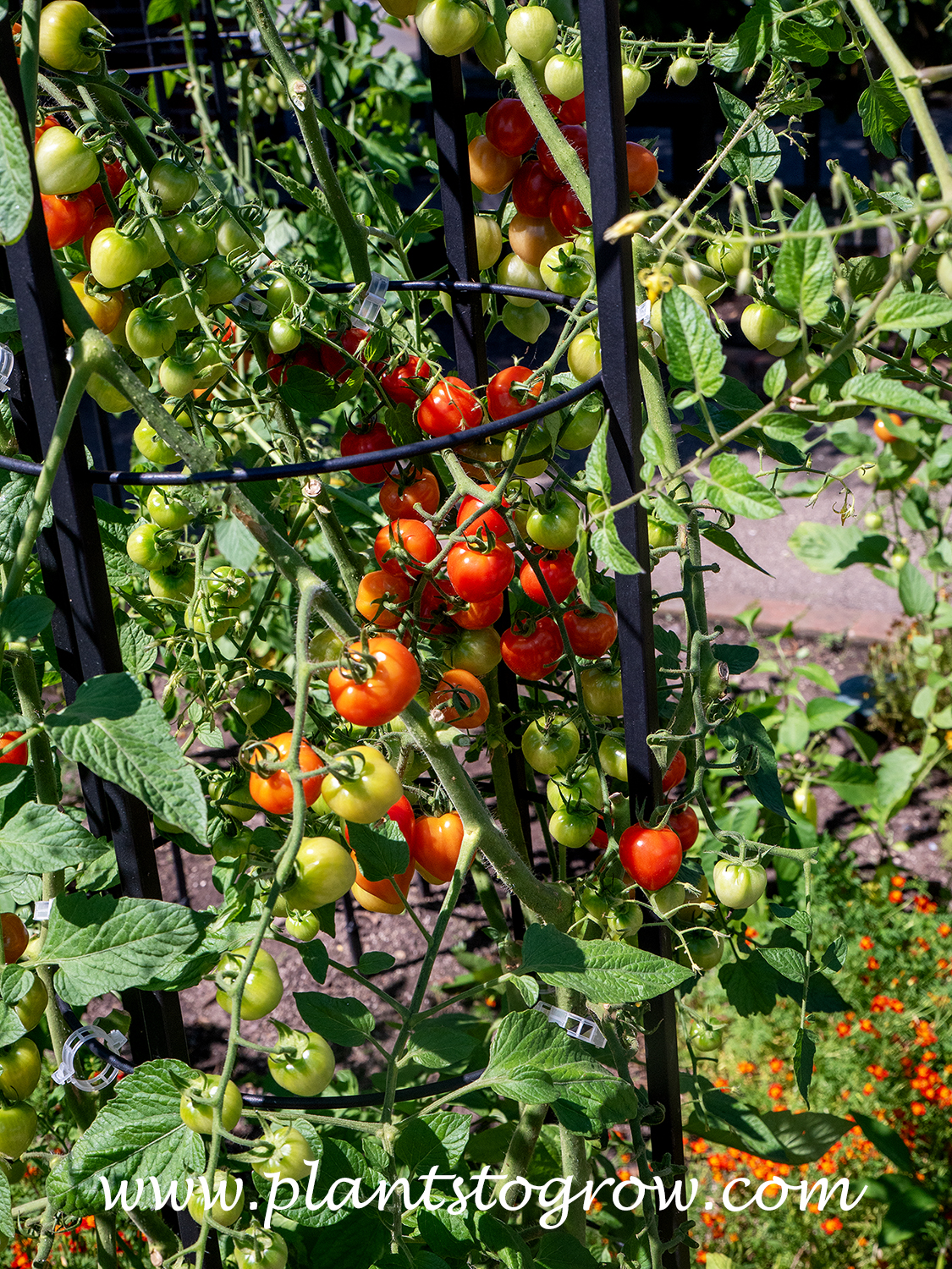 Tomatoberry Garden Tomato (Solanum lycopersicum) 
This plant is growing inside a support structure.